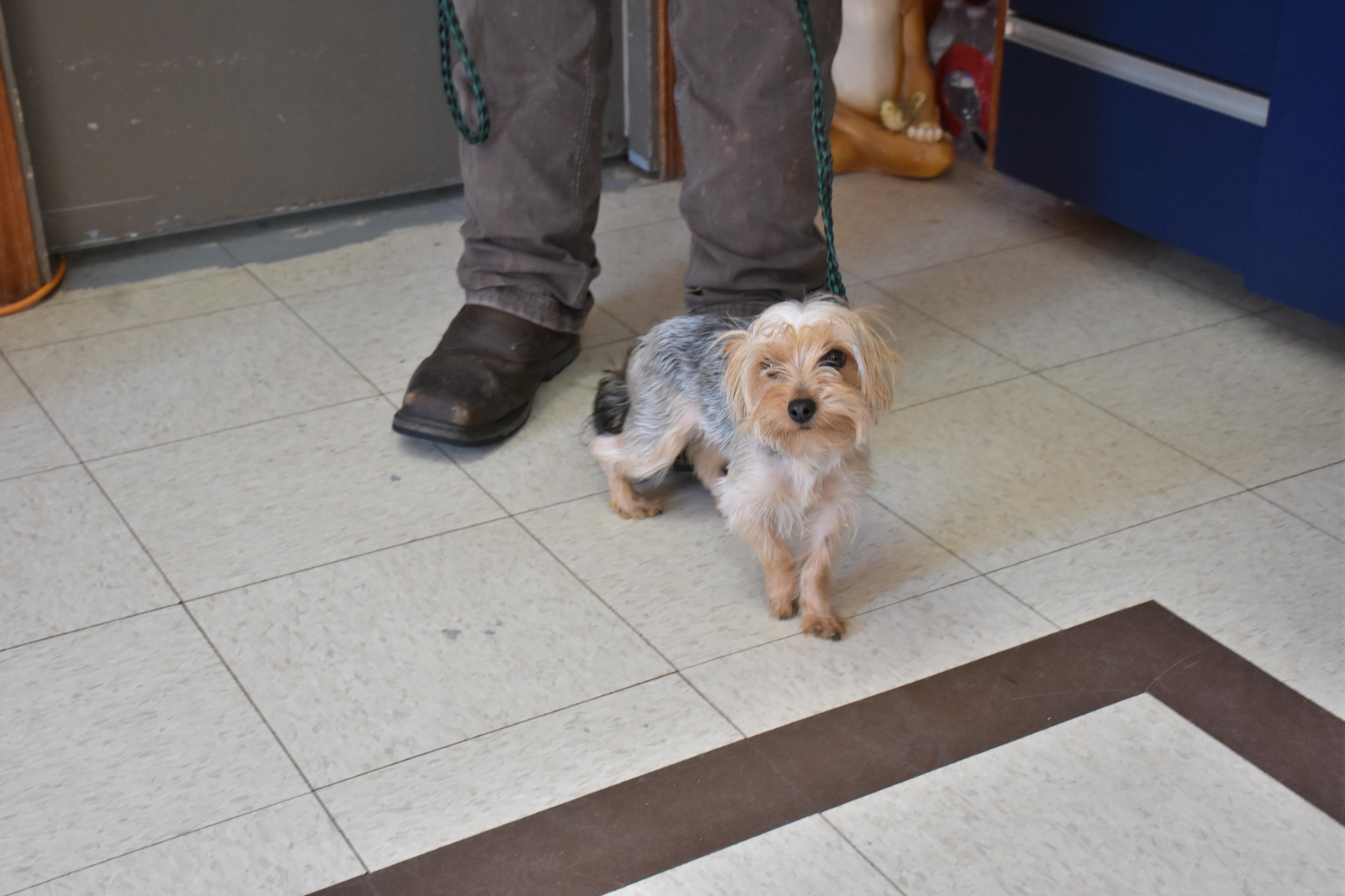 Vera, ADOPTABLE, Young Female Yorkshire Terrier.