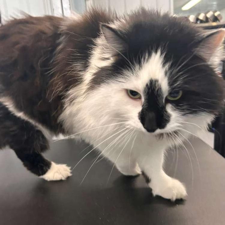 Buddy, Adoptable, Adult Male Domestic Long Hair.
