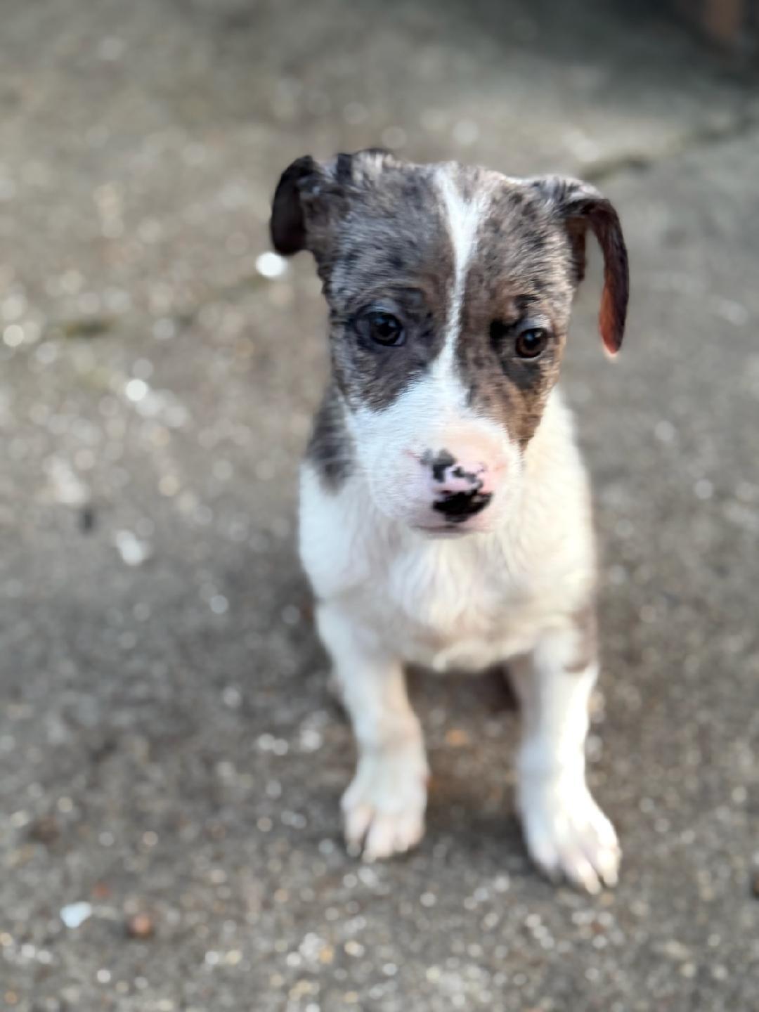 Eve (Lisa-Fostered in TN), ADOPTABLE, Puppy Female Australian Shepherd.