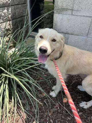 Mallow, Adopted, Young Male Golden Retriever & Labrador Retriever.