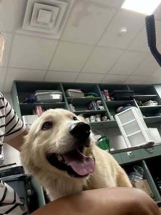 Mallow, a Adopted mixed breed in Rowlett, TX image 2/2