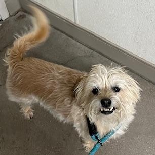 FLEX, an adopted mixed breed in Marana, AZ image 2/3