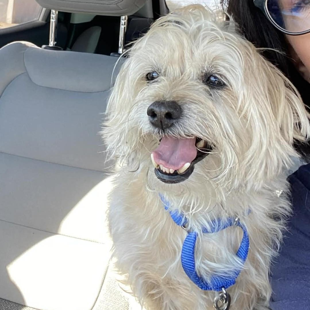 FLEX, adopted, Adult Male Yorkshire Terrier & Silky Terrier.