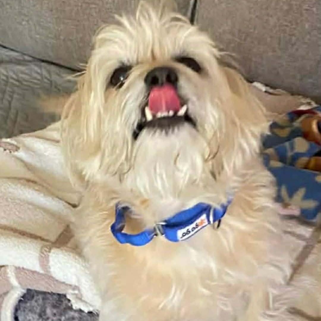 FLEX, an adopted mixed breed in Marana, AZ image 3/3