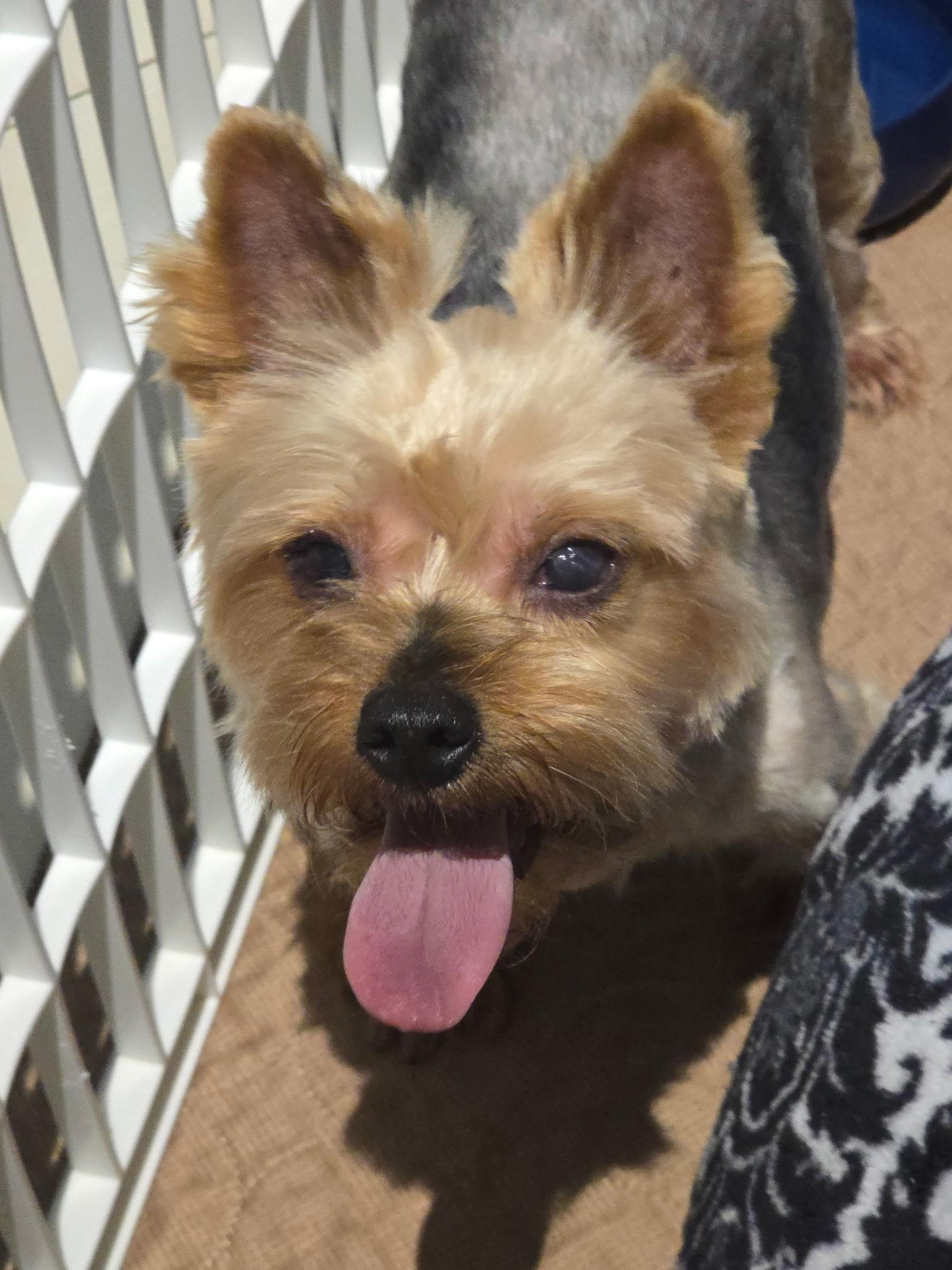 Enlarge DIVA, a ADOPTABLE Yorkshire Terrier in Miami, FL image 1/1