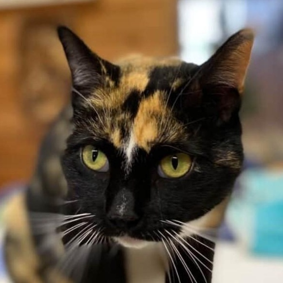 Prudence thumbnail 3