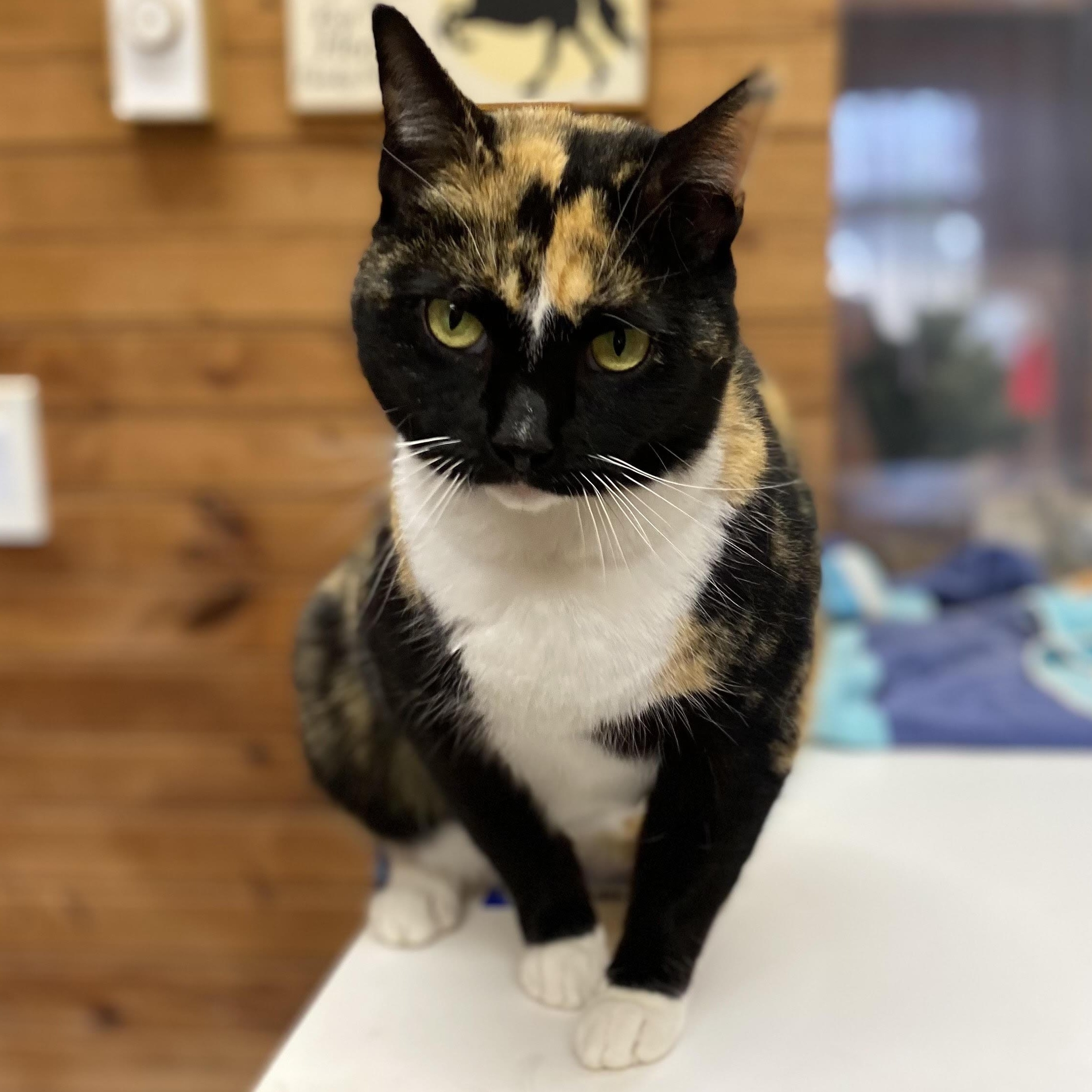 Prudence thumbnail 4