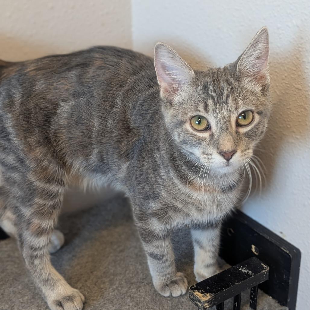 Mittens, Adoptable, Kitten Female Domestic Short Hair.