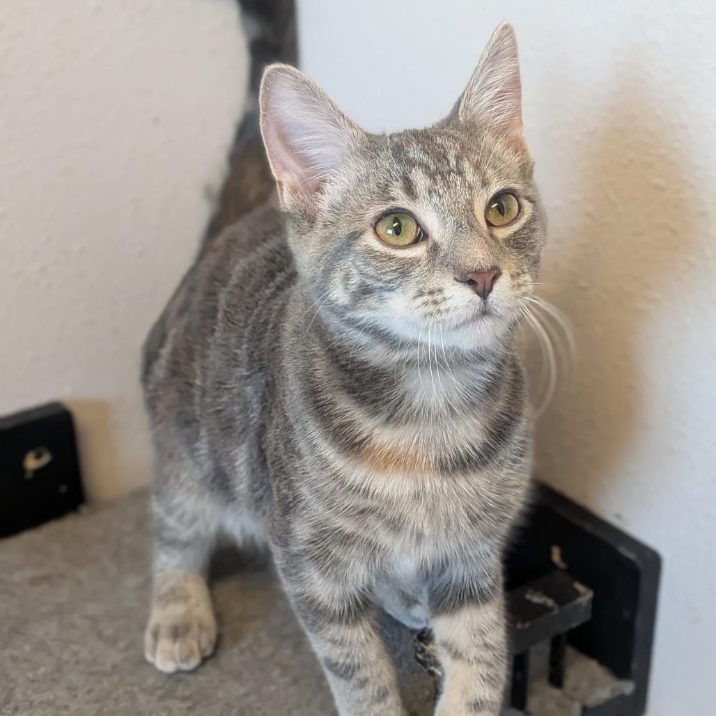 Enlarge Mittens, a Adoptable Domestic Short Hair in Prairie du Chien, WI image 2/2