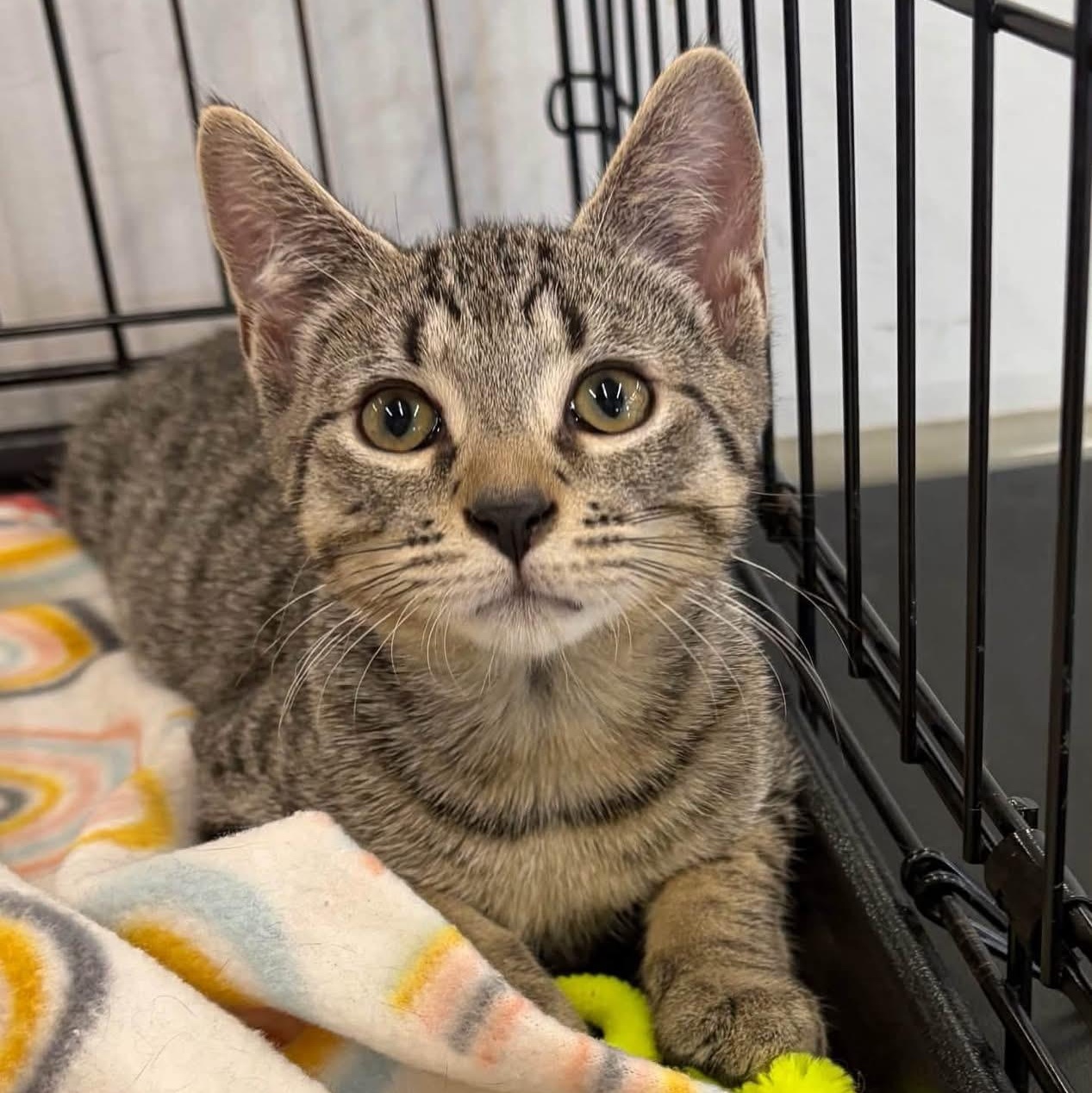 BOYD, Adoptable, Kitten Male Domestic Short Hair.