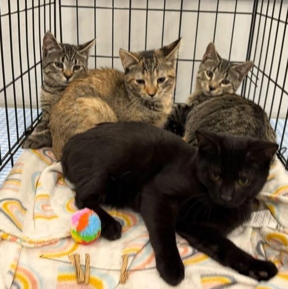 Enlarge BOYD, a Adoptable Domestic Short Hair in Schnecksville, PA image 2/2