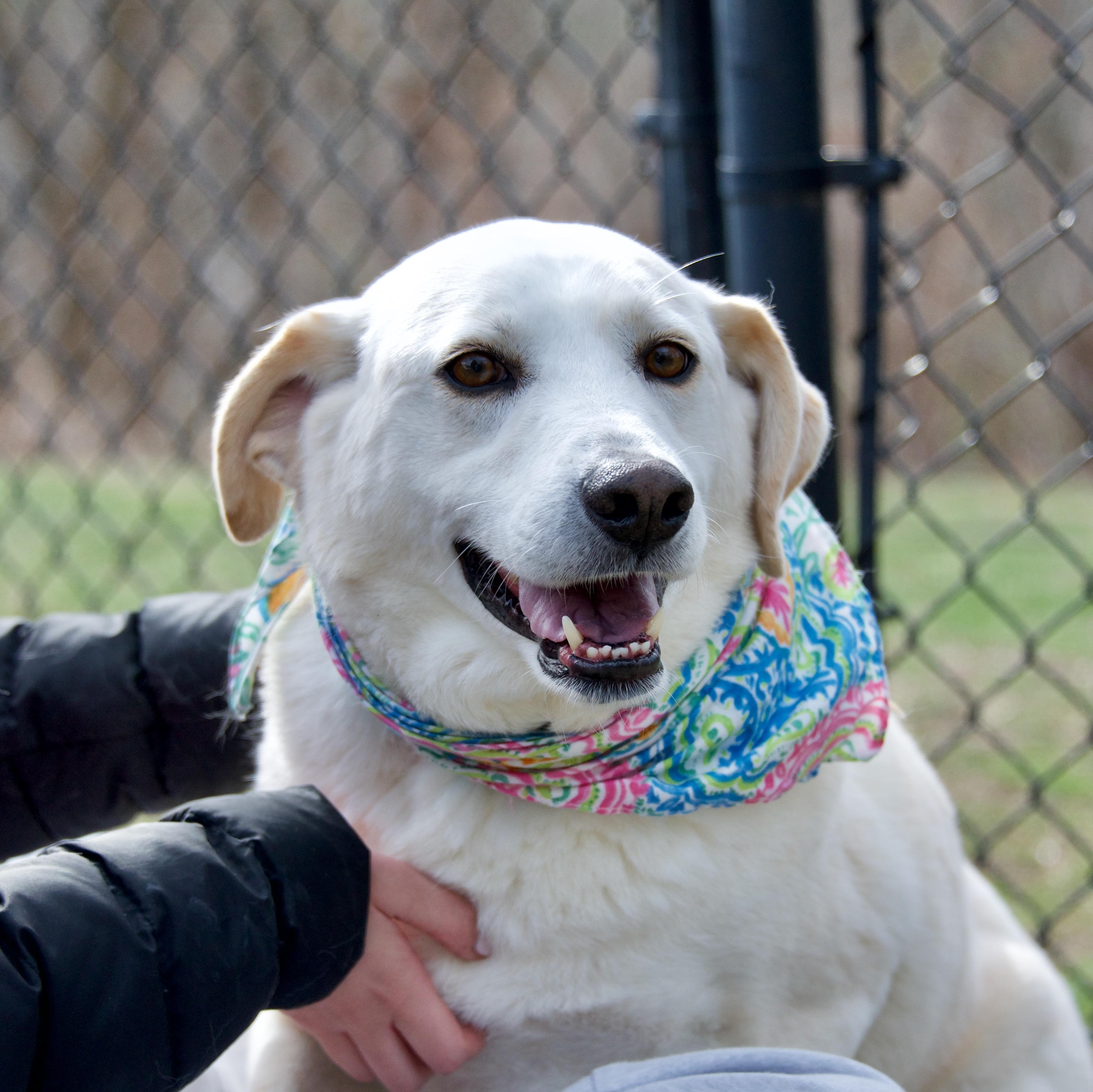 Enlarge Ollie, an adopted mixed breed in Hopkinton, MA image 5/6