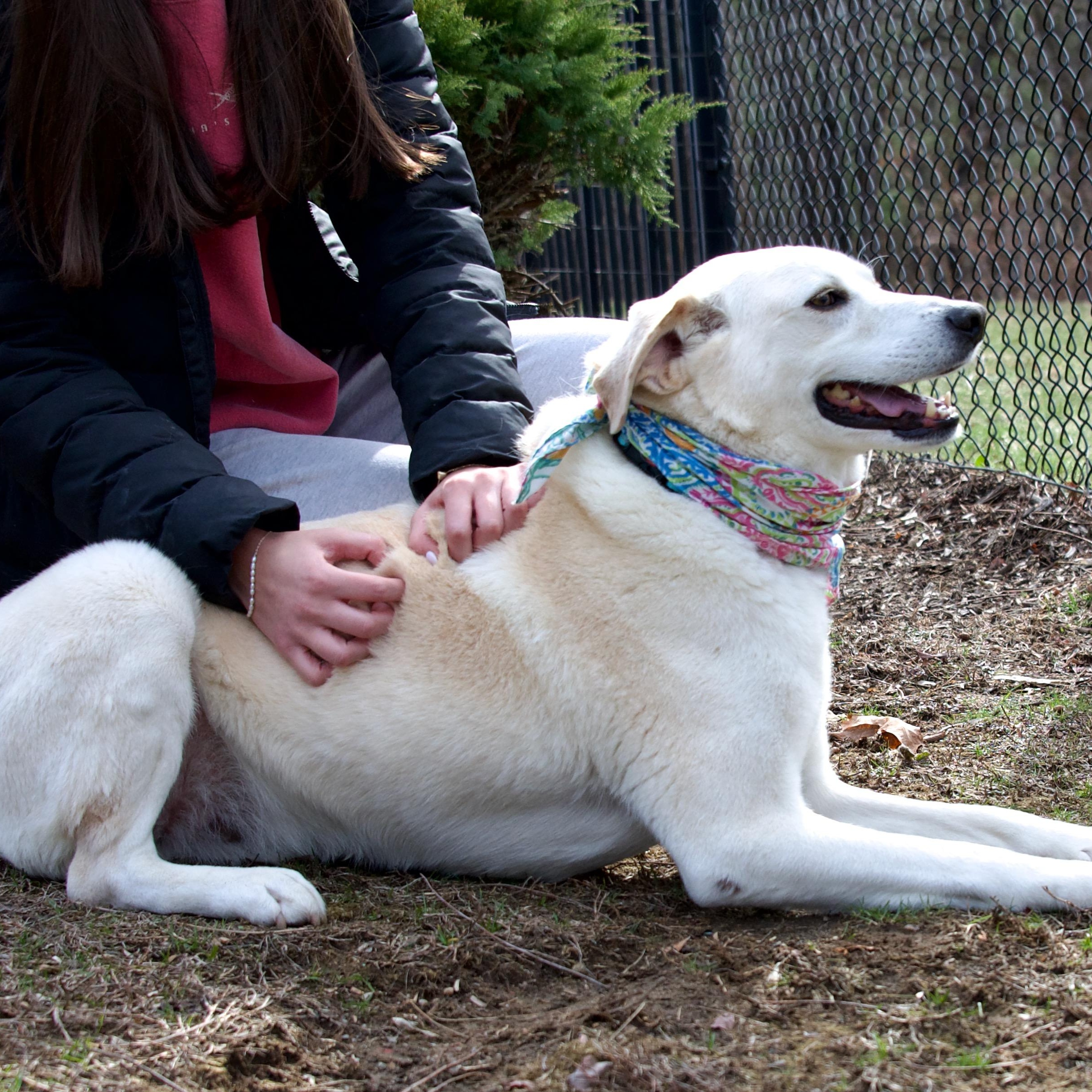 Enlarge Ollie, an adopted mixed breed in Hopkinton, MA image 4/6