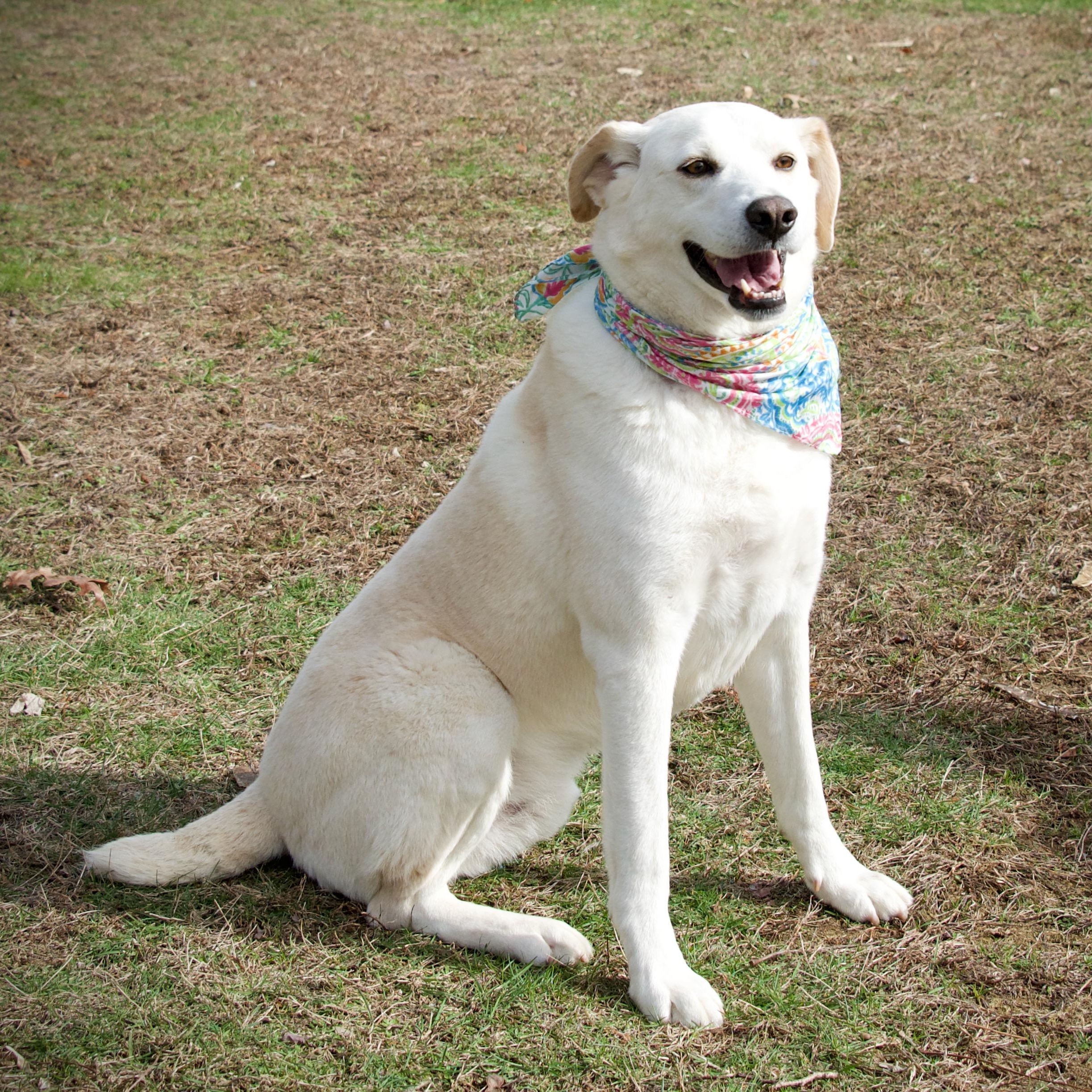 Enlarge Ollie, an adopted mixed breed in Hopkinton, MA image 3/6