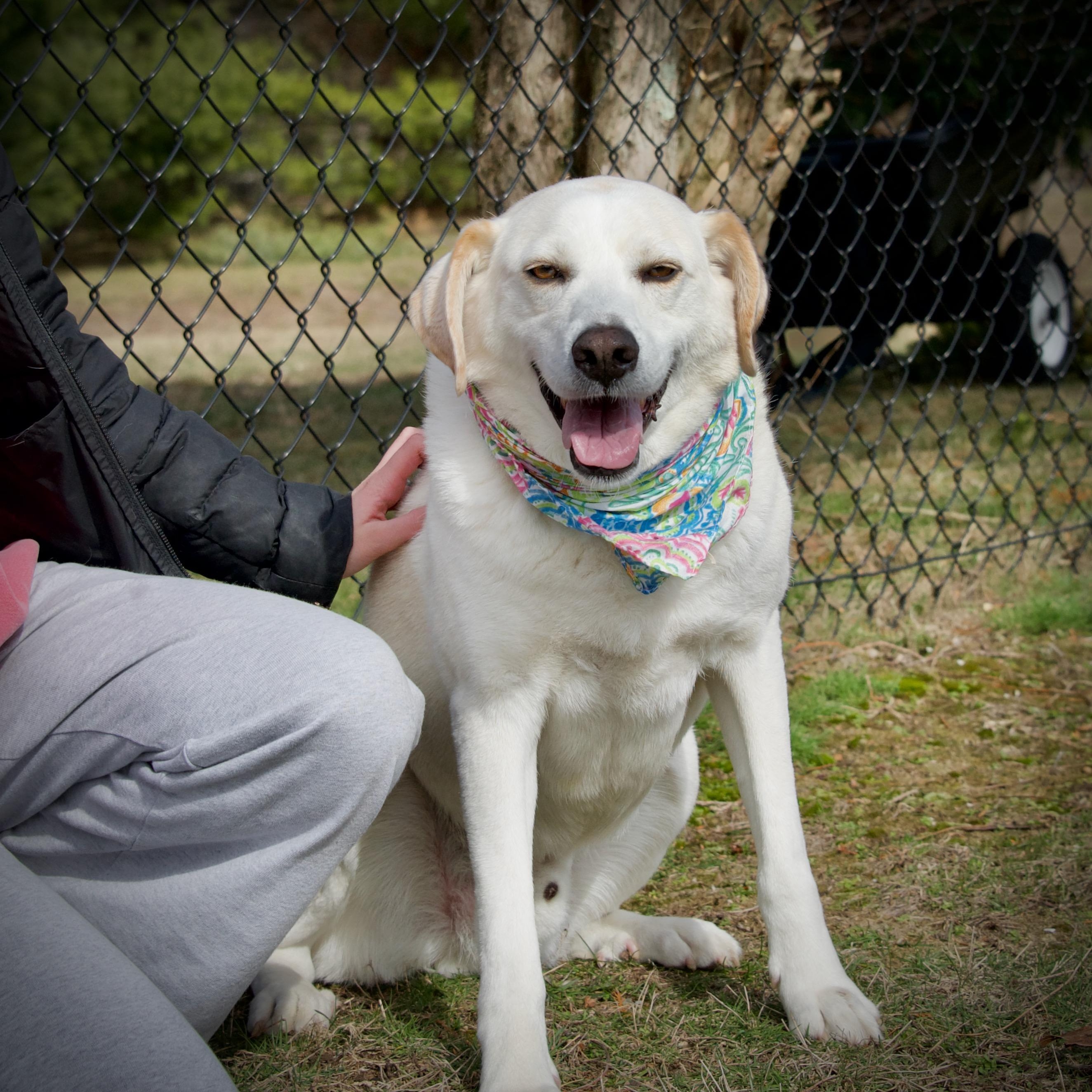 Enlarge Ollie, an adopted mixed breed in Hopkinton, MA image 2/6