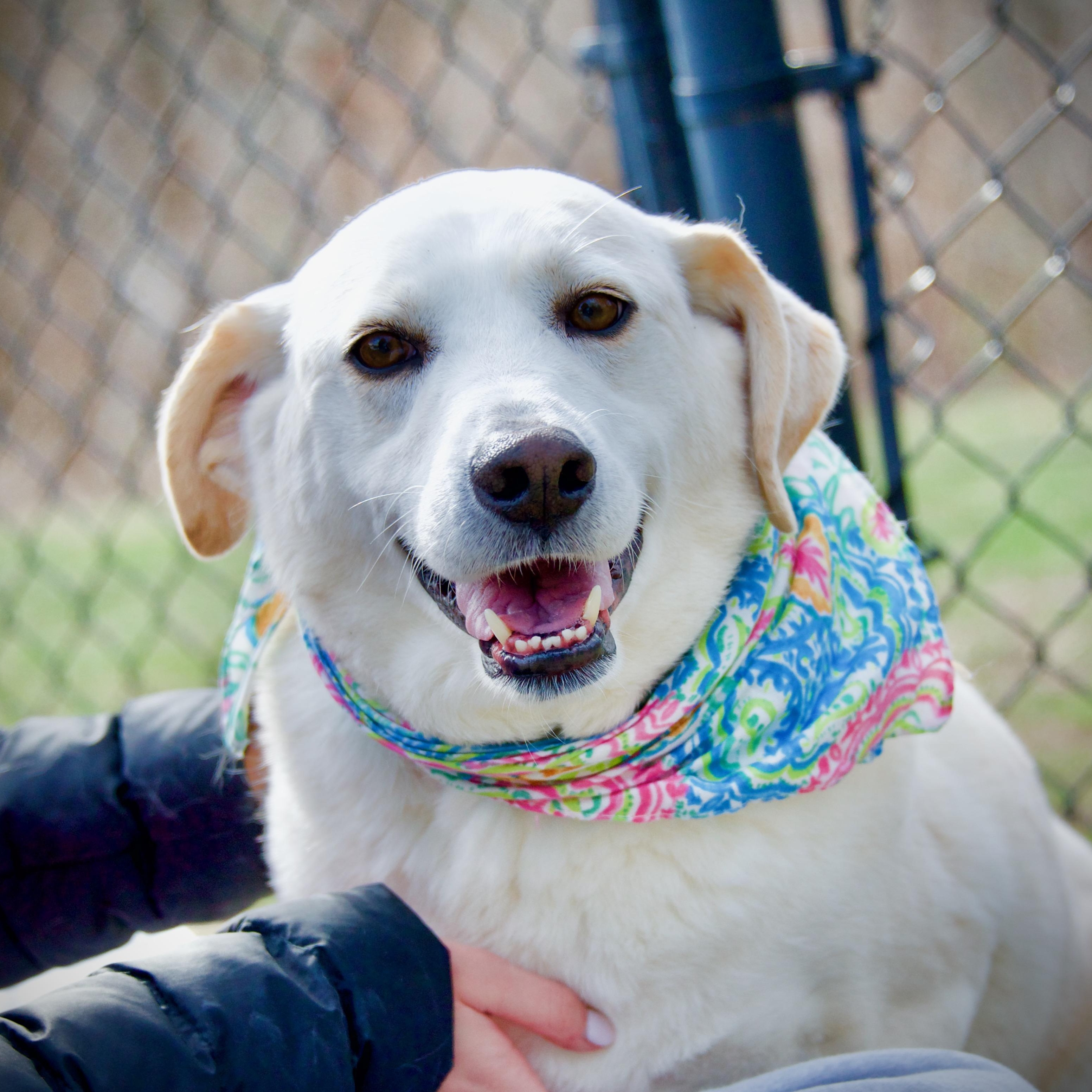Ollie, adopted, Senior Male Akbash & Great Pyrenees.