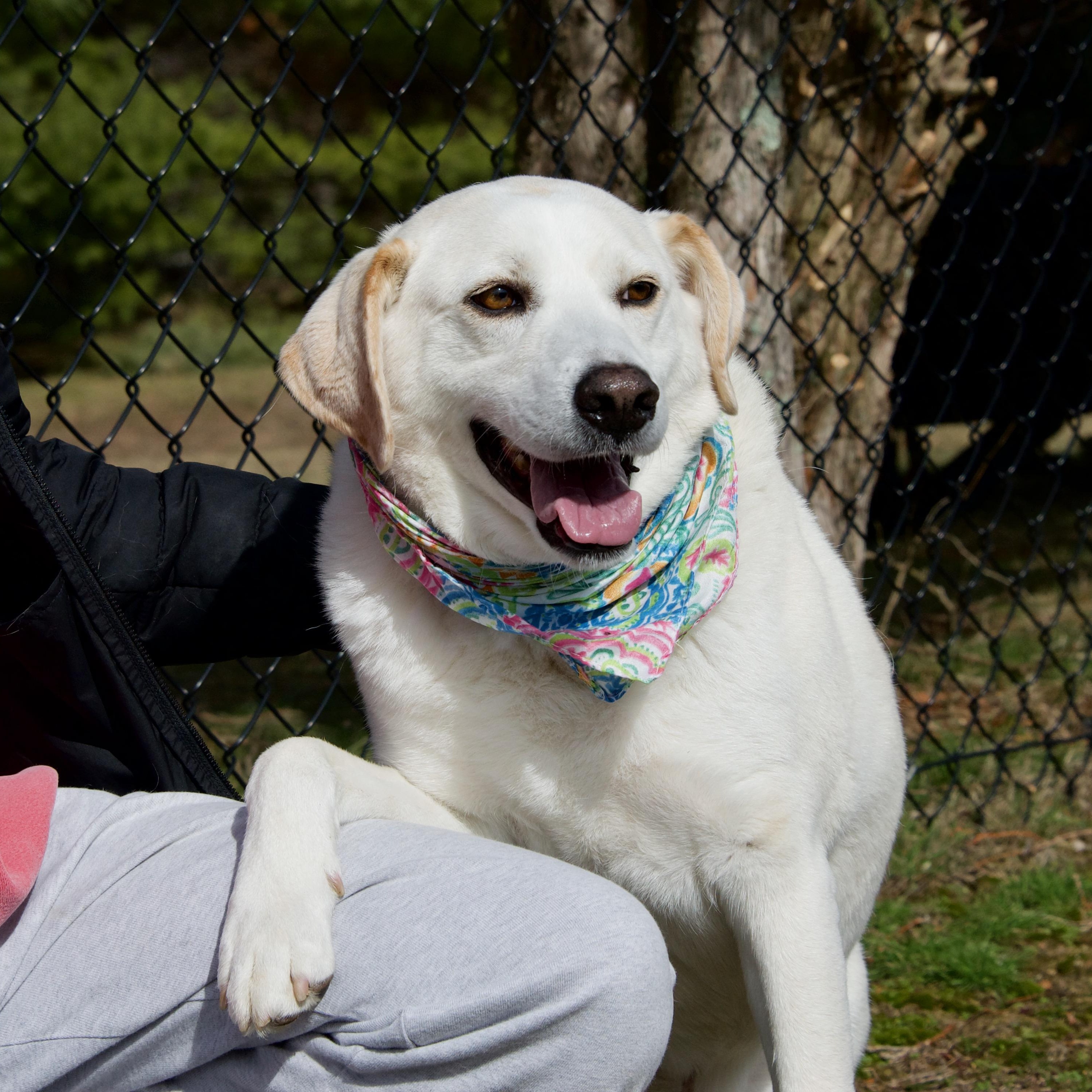 Enlarge Ollie, an adopted mixed breed in Hopkinton, MA image 6/6