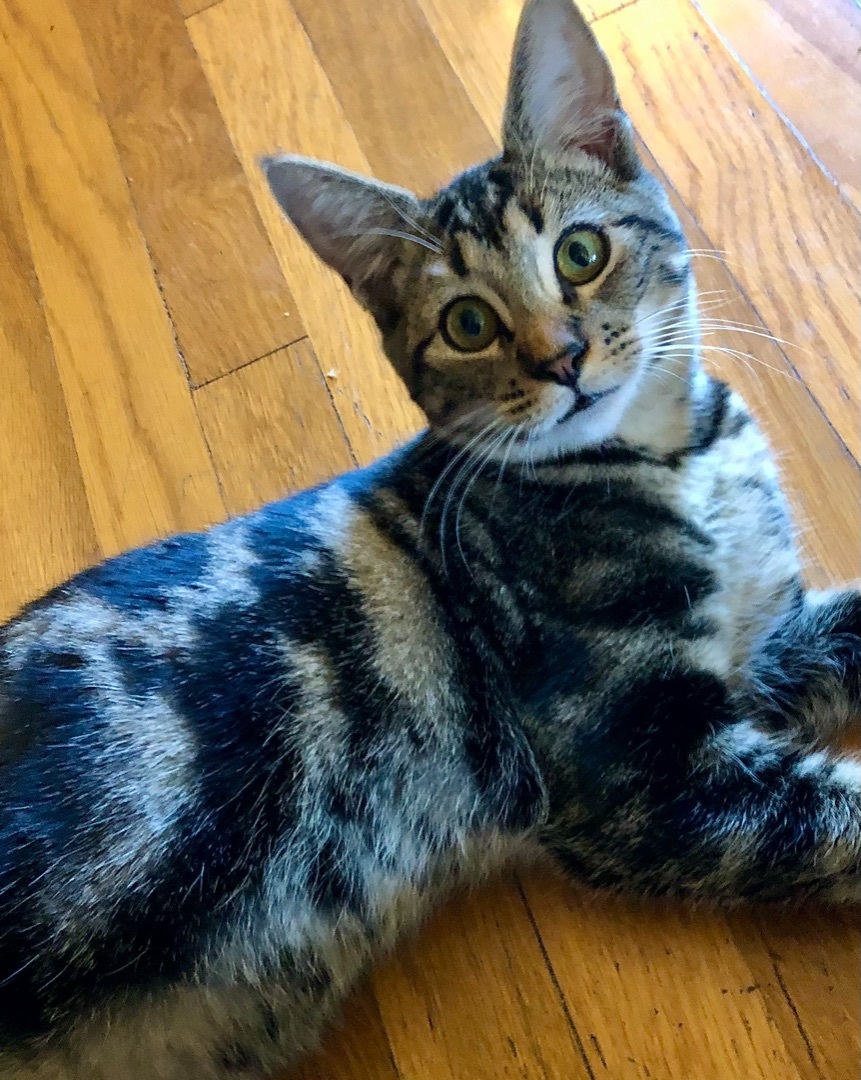 Polo aka Polina , Adoptable, Adult Female Tabby & American Shorthair.