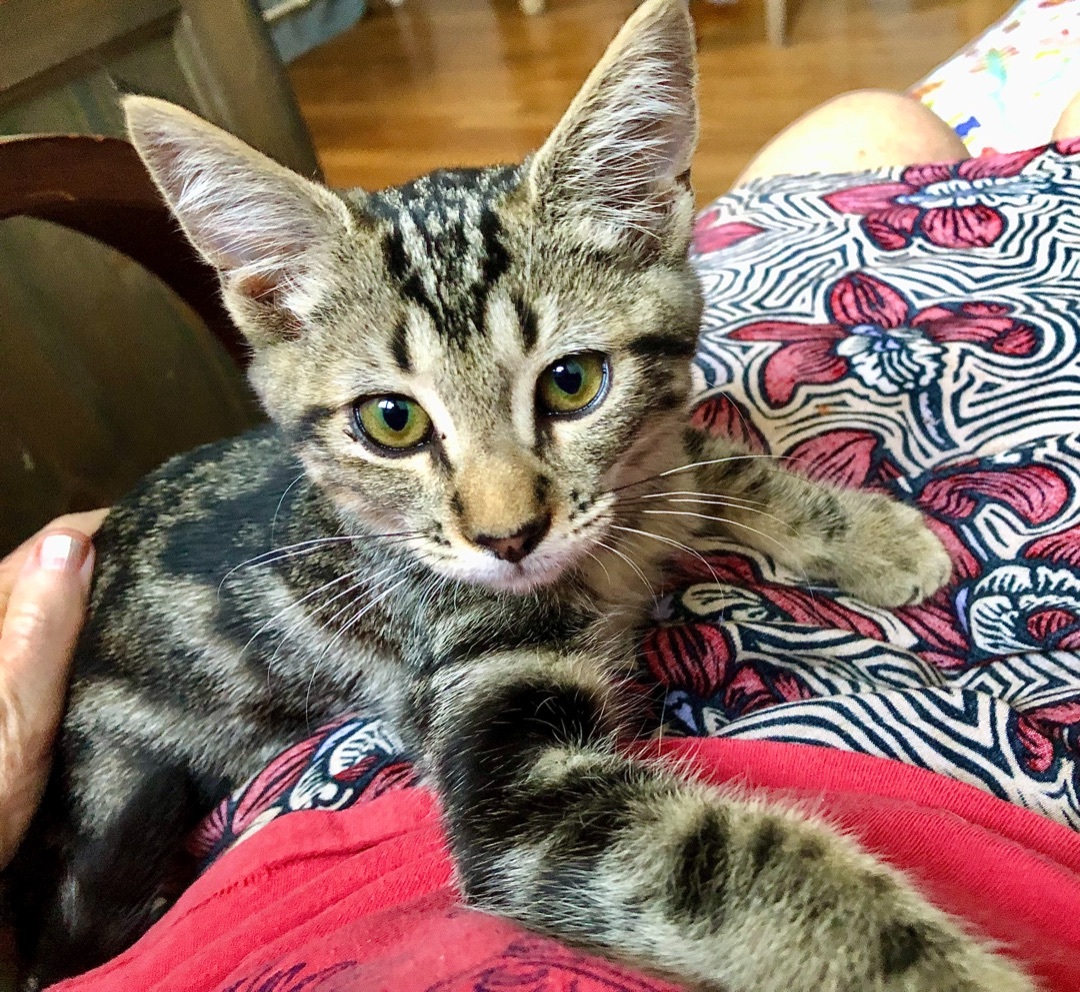 Polo aka Polina , Adoptable, Adult Female Tabby & American Shorthair.