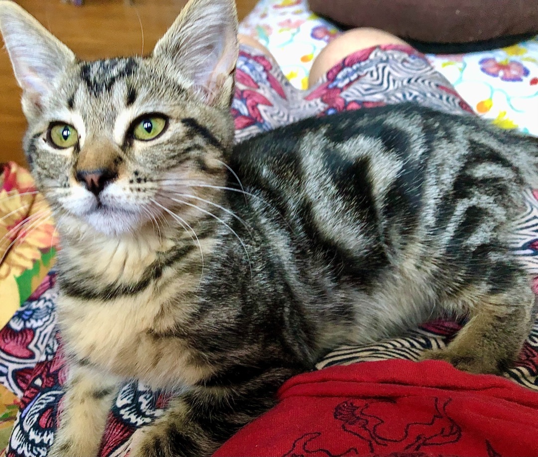 Enlarge Polo aka Polina , a Adoptable mixed breed in Ventura, CA image 3/12