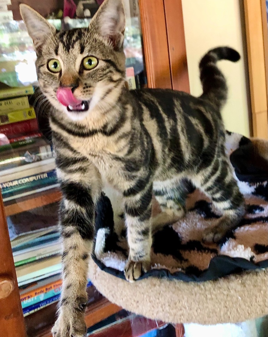 Enlarge Polo aka Polina , a Adoptable mixed breed in Ventura, CA image 4/12