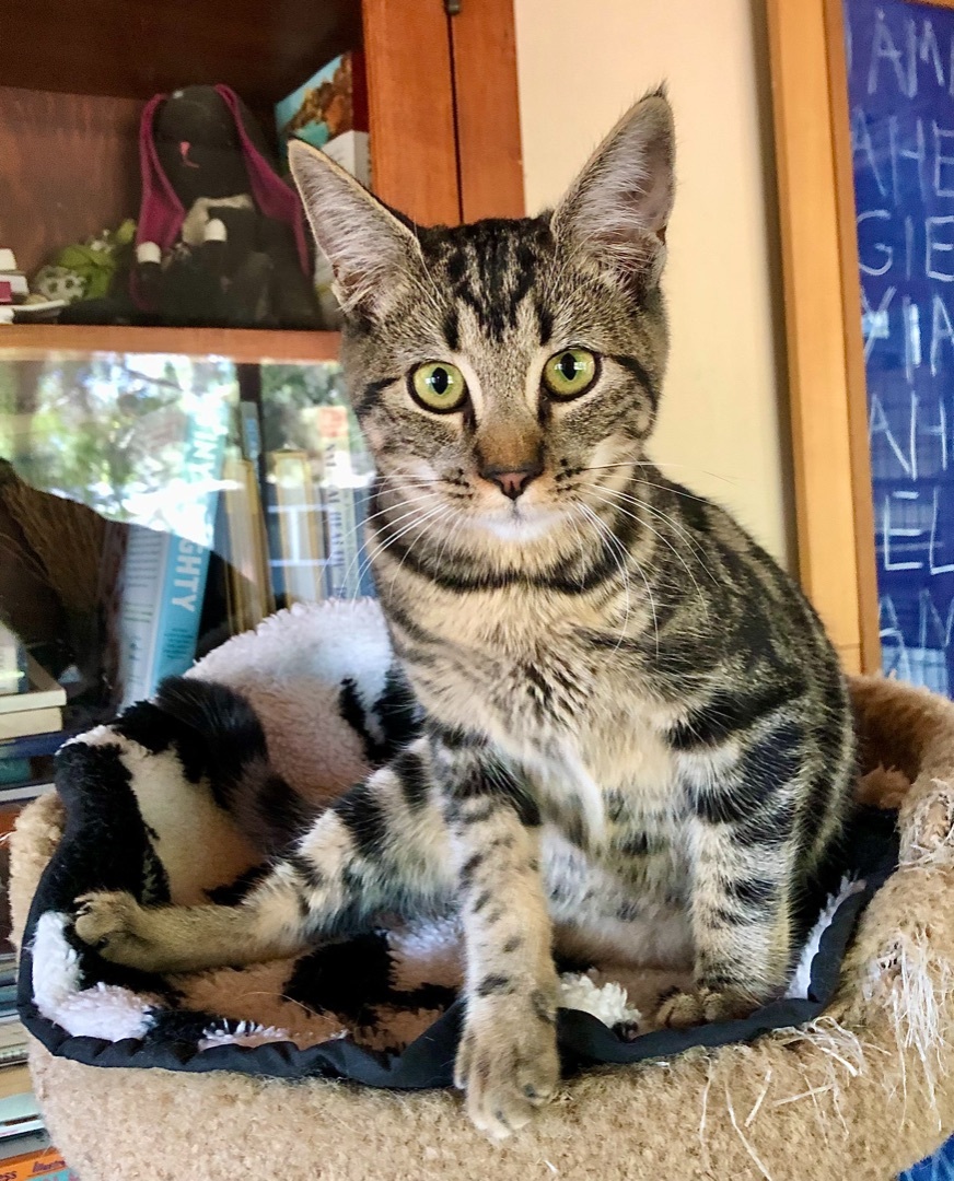 Enlarge Polo aka Polina , a Adoptable mixed breed in Ventura, CA image 5/12