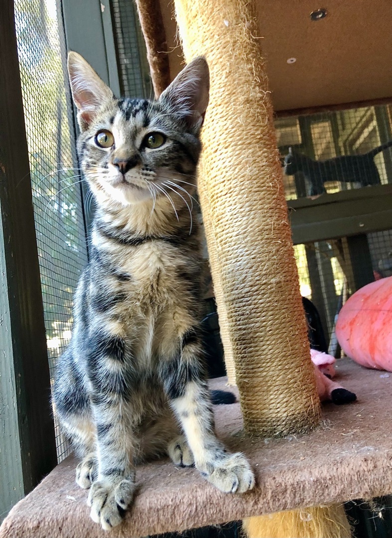 Enlarge Polo aka Polina , a Adoptable mixed breed in Ventura, CA image 6/12