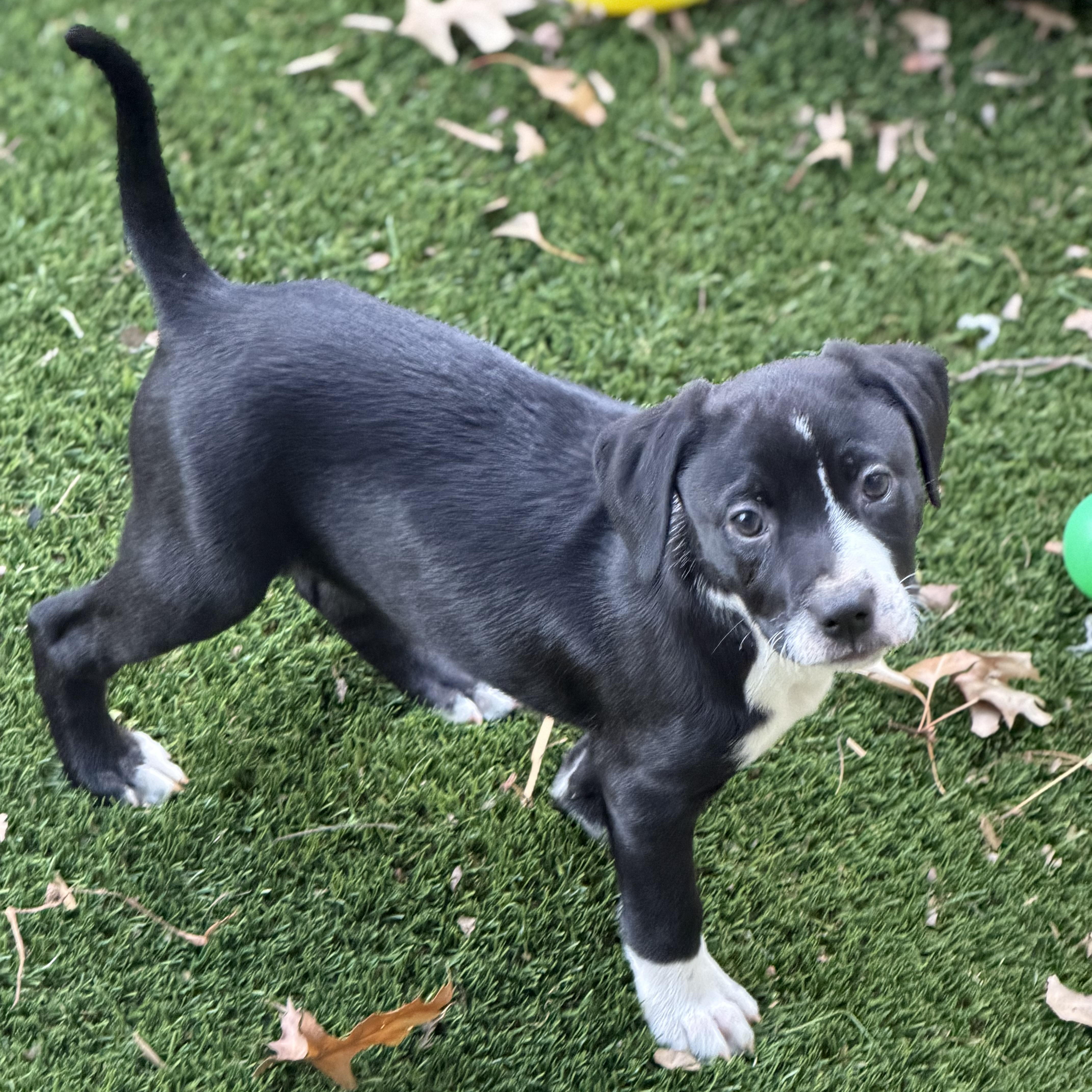 Enlarge Ingrid Bergman, a ADOPTABLE mixed breed in Collingswood, NJ image 3/6