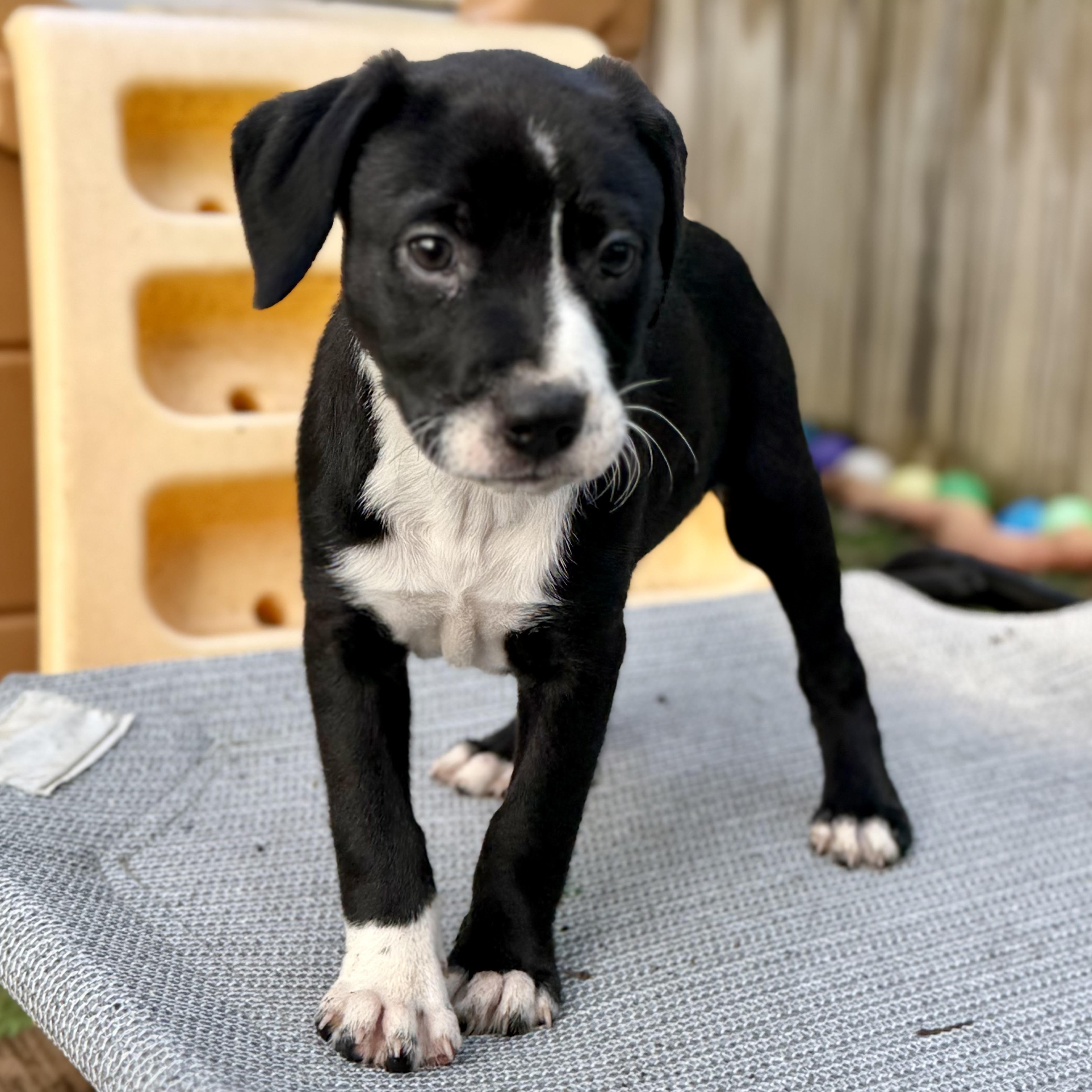 Enlarge Ingrid Bergman, a ADOPTABLE mixed breed in Collingswood, NJ image 2/6