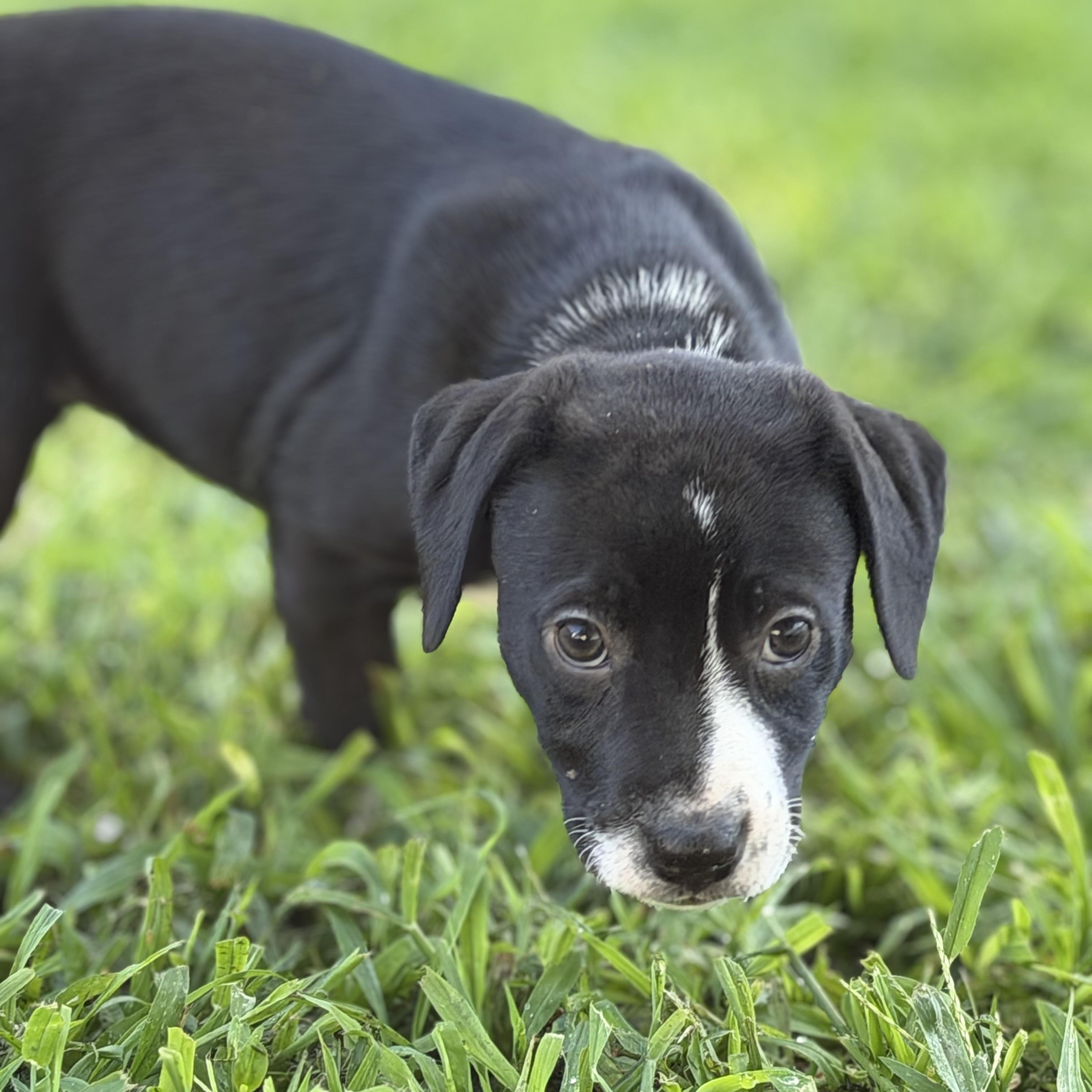 Enlarge Ingrid Bergman, a ADOPTABLE mixed breed in Collingswood, NJ image 6/6