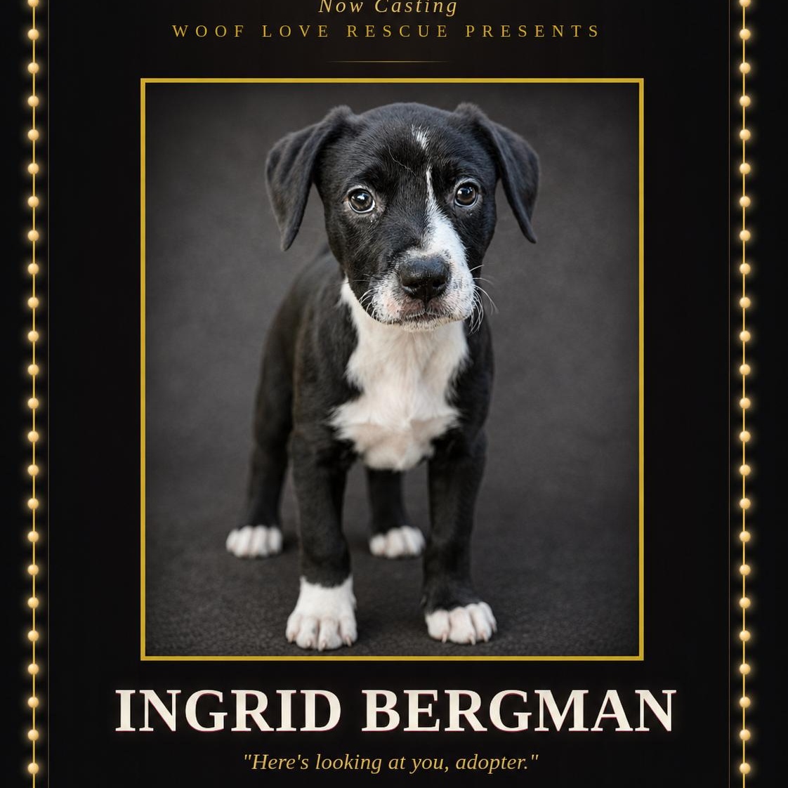 Ingrid Bergman, ADOPTABLE, Puppy Female Labrador Retriever.