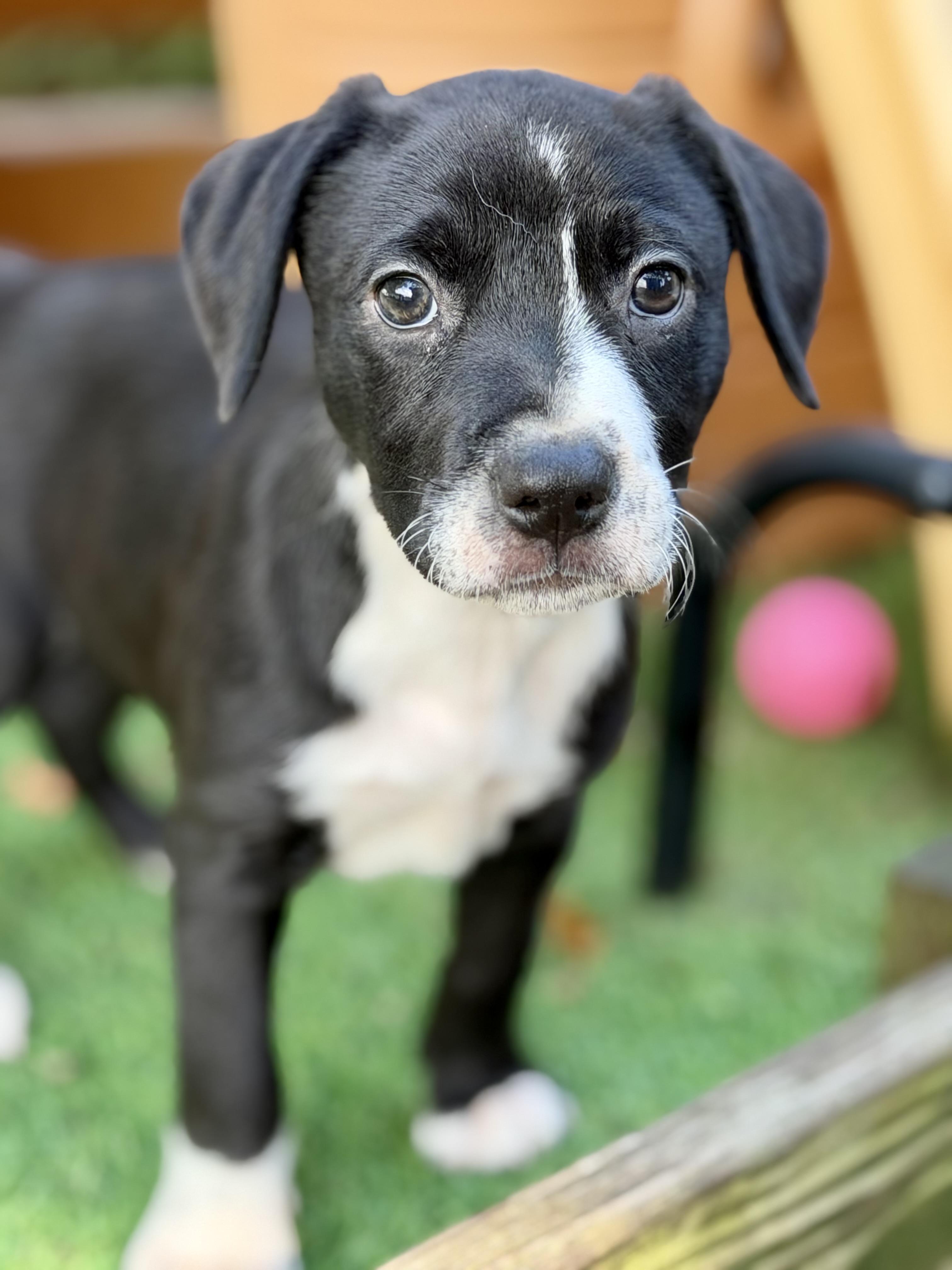 Enlarge Ingrid Bergman, a ADOPTABLE mixed breed in Collingswood, NJ image 5/6