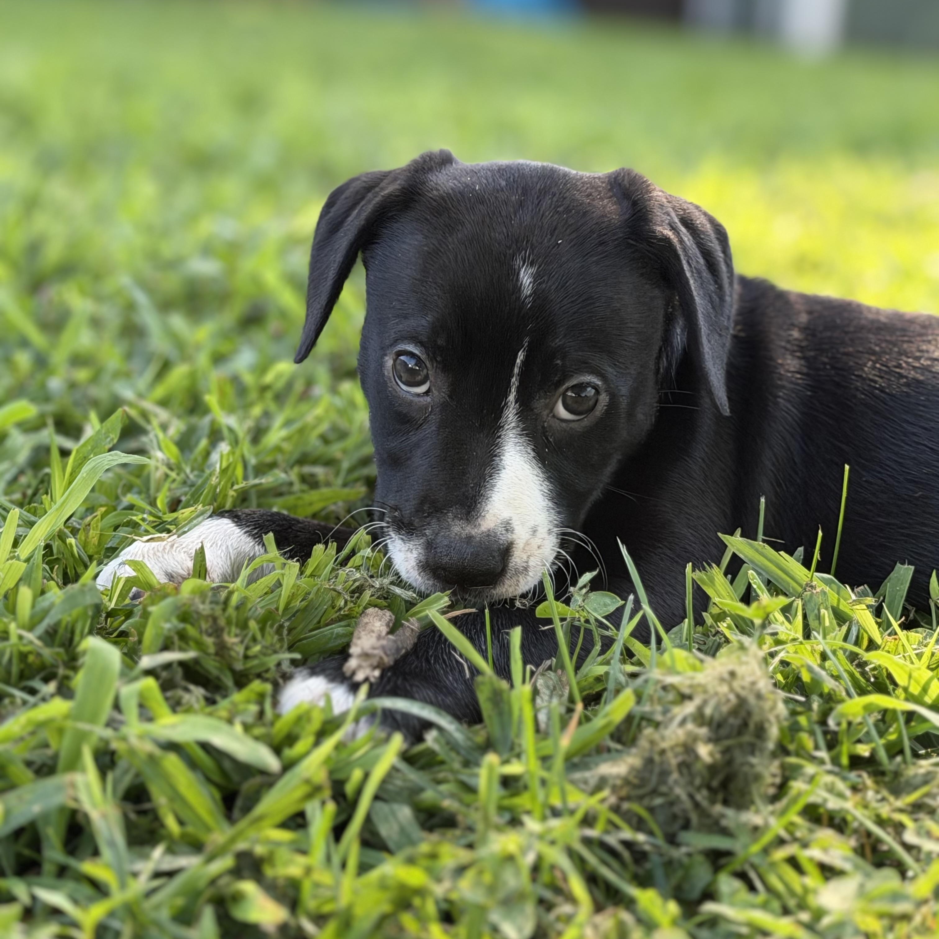 Enlarge Ingrid Bergman, a ADOPTABLE mixed breed in Collingswood, NJ image 4/6