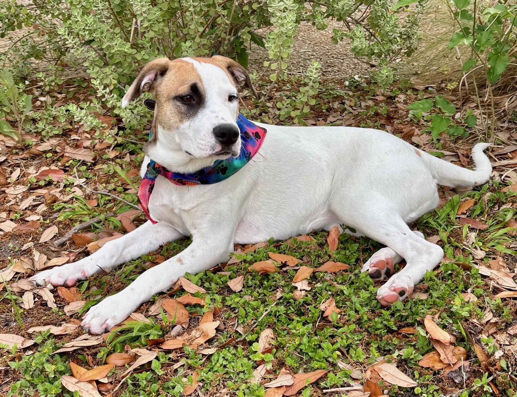 GINNY - SUPER SWEET PUP - SEE VIDEO! 3