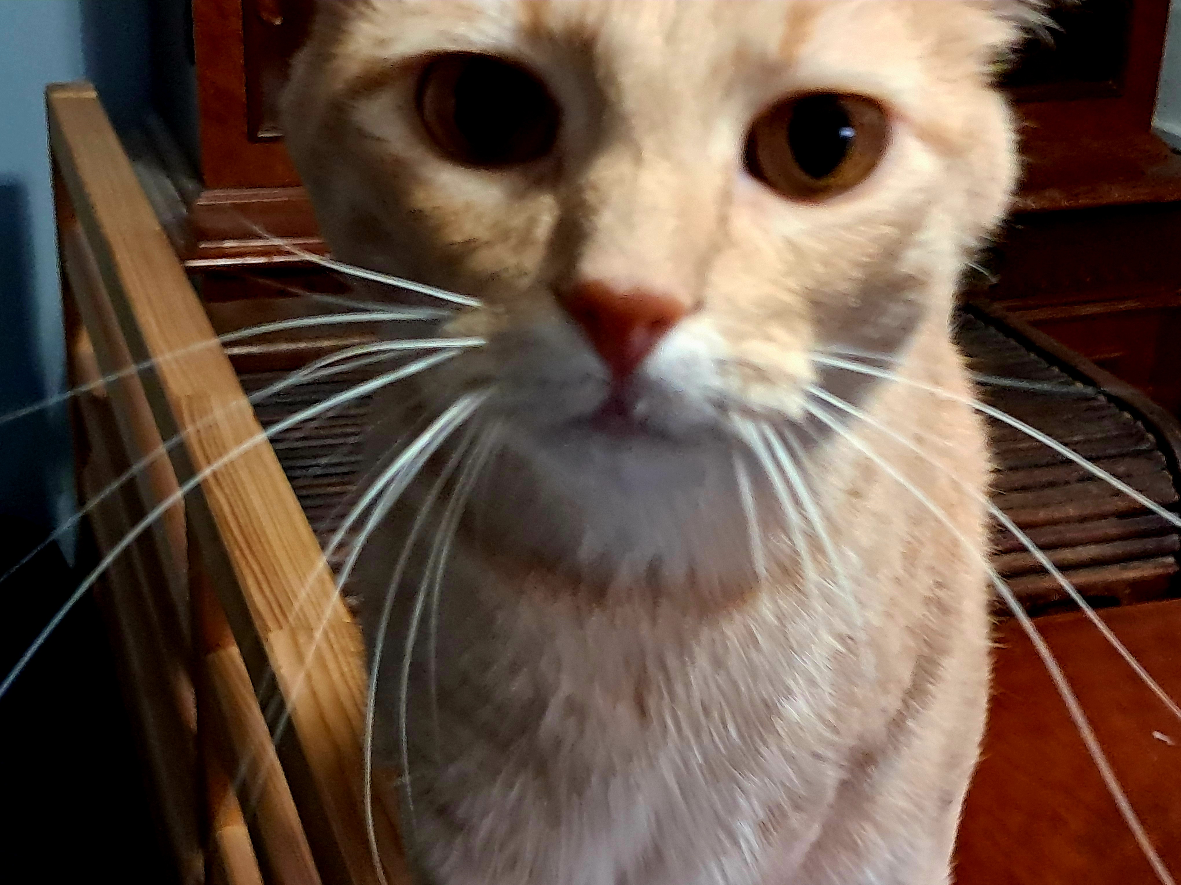 Ting Ting - MI, a Adoptable Tabby in Ann Arbor, MI image 1/6