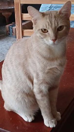 Ting Ting - MI, a Adoptable Tabby in Ann Arbor, MI image 4/6