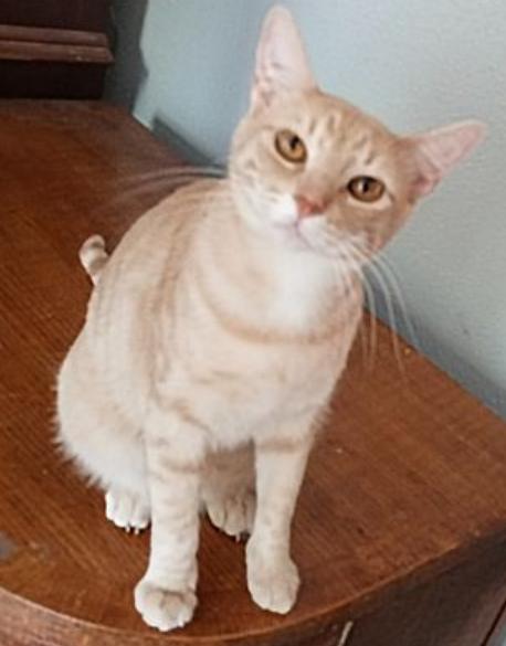 Ting Ting - MI, a Adoptable Tabby in Ann Arbor, MI image 5/6