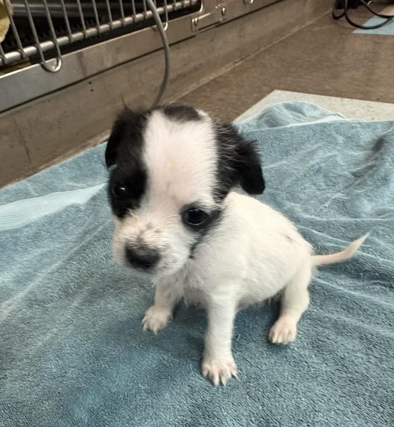 Banzai, Adoptable, Puppy Male Chihuahua.