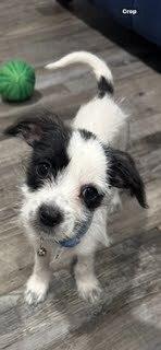 Banzai, Adoptable, Puppy Male Chihuahua.