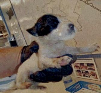 Enlarge Banzai, a Adoptable Chihuahua in Pacifica, CA image 2/3