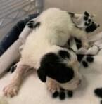 Enlarge Banzai, a Adoptable Chihuahua in Pacifica, CA image 3/3