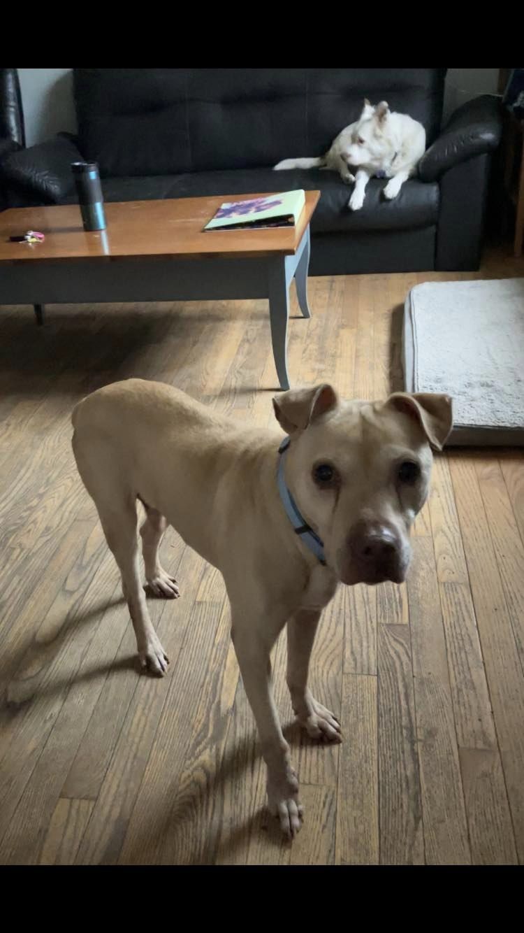 Kyo, Adoptable, Senior Male Mixed Breed.