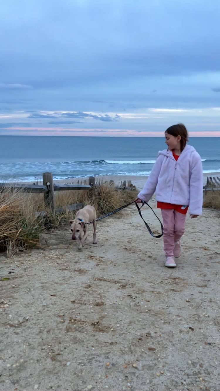 Enlarge Kyo, a Adoptable mixed breed in Farmingdale, NJ image 2/4