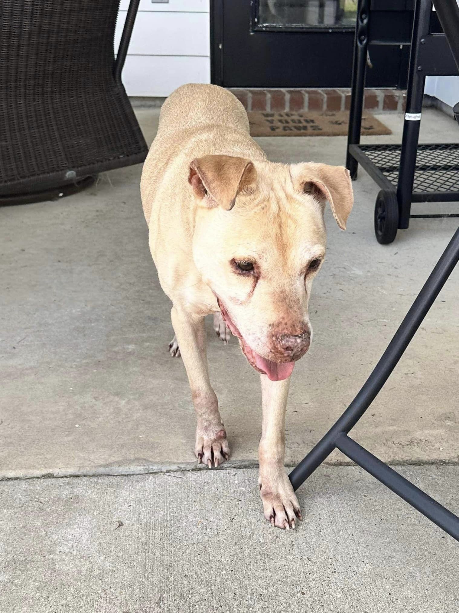 Enlarge Kyo, a Adoptable mixed breed in Farmingdale, NJ image 3/4