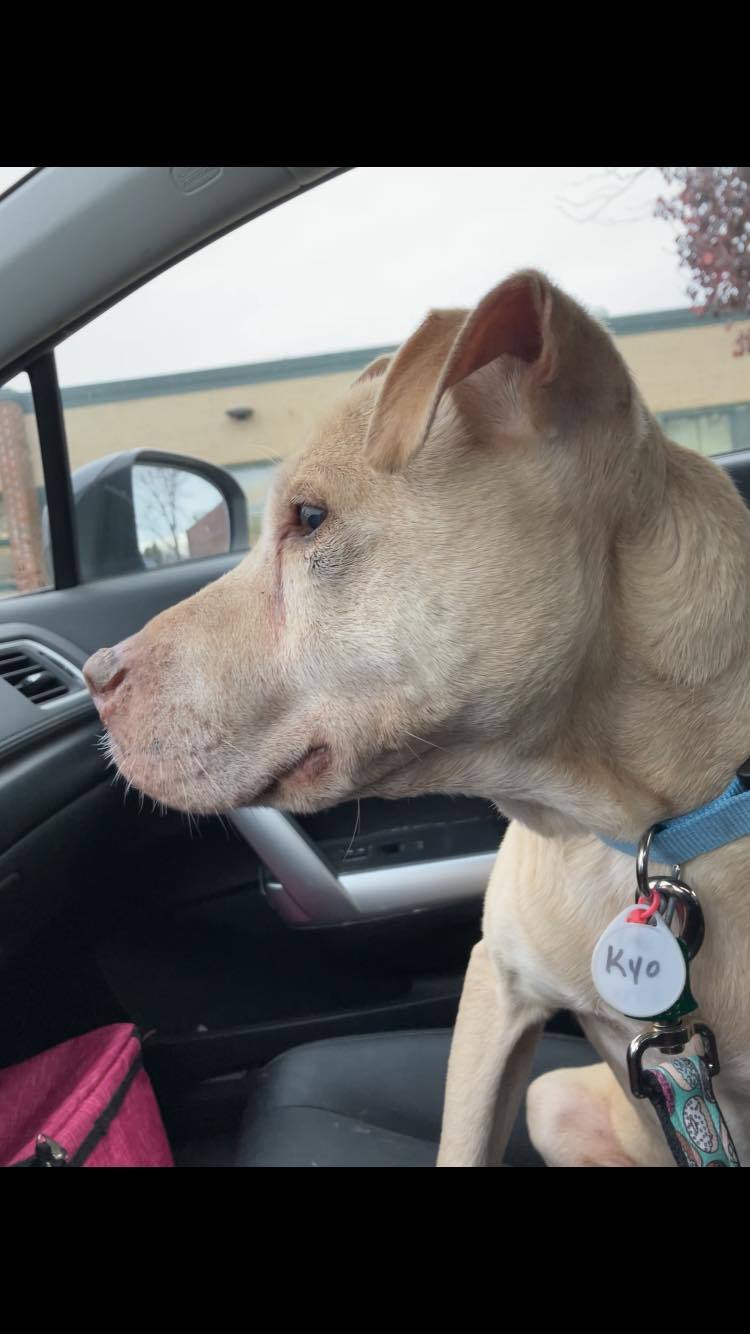 Enlarge Kyo, a Adoptable mixed breed in Farmingdale, NJ image 4/4