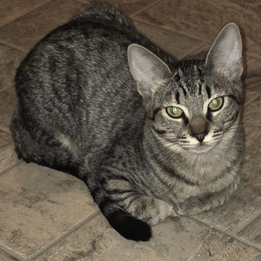 Enlarge Jackie, a Adoptable Domestic Short Hair in Springfield, OR image 1/1