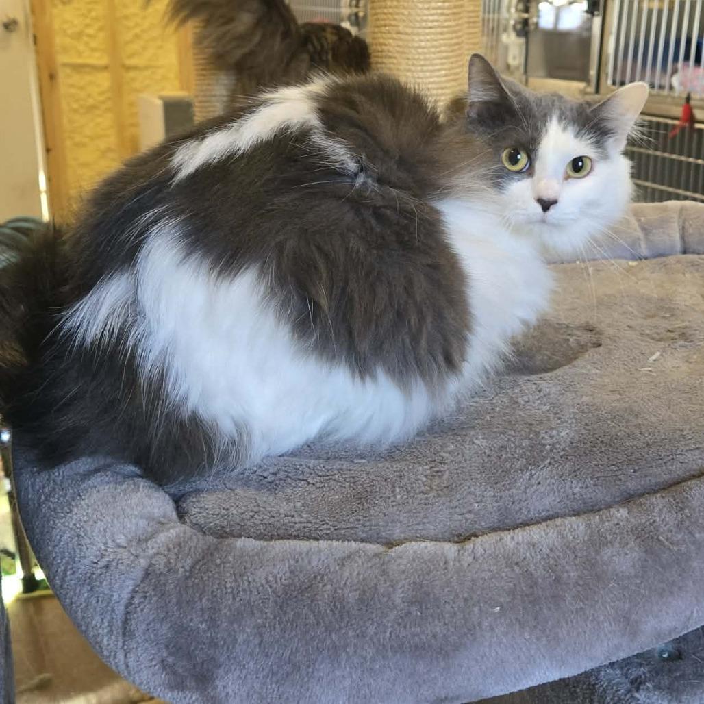 Enlarge Raspberry, a Adoptable Domestic Long Hair in Park Falls, WI image 1/1