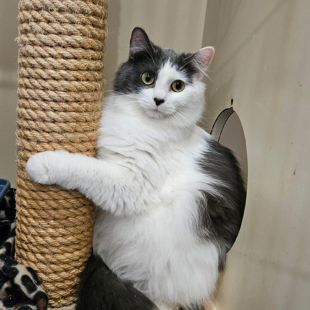 Raspberry, a Adoptable Domestic Long Hair in Park Falls, WI image 2/2