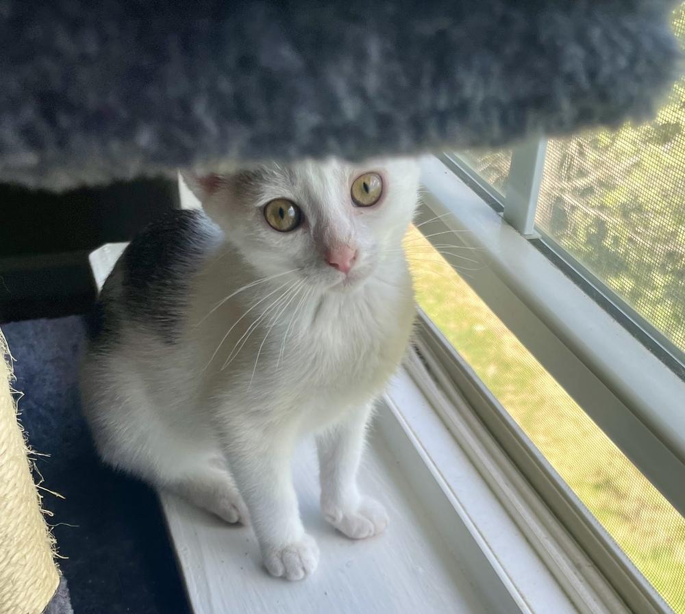 Enlarge Willow, a Adoptable Domestic Short Hair in Salisbury, NC image 1/6