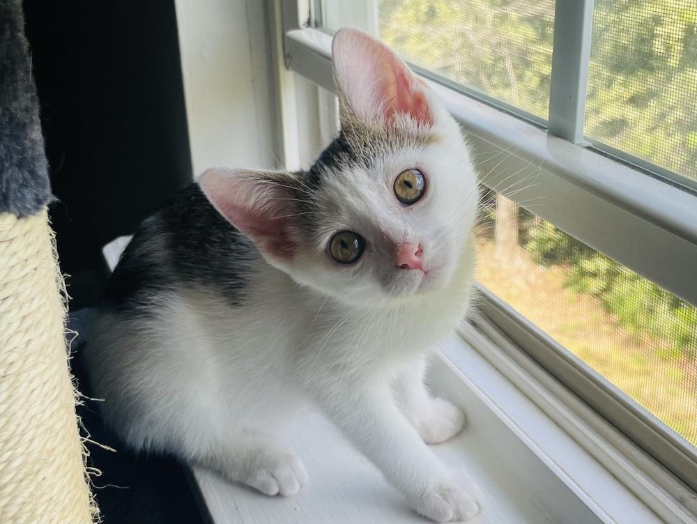 Enlarge Willow, a Adoptable Domestic Short Hair in Salisbury, NC image 3/6